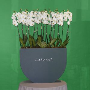 Surprise Orchid-2(مفاجأة الأوركيد-2)
