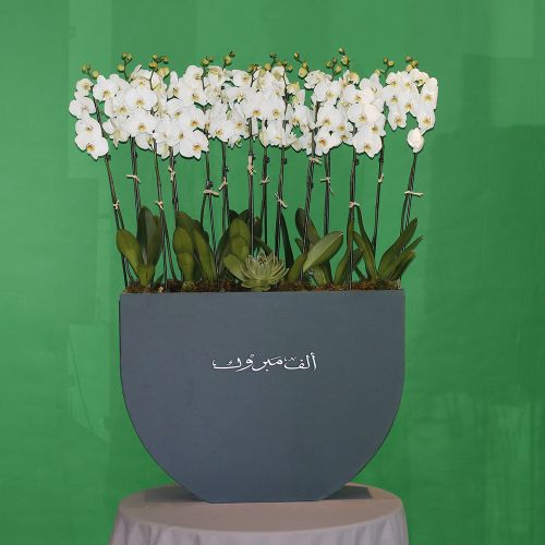 Surprise Orchid-2(مفاجأة الأوركيد-2)