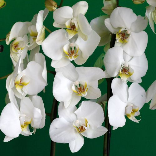 Surprise Orchid-2(مفاجأة الأوركيد-2)