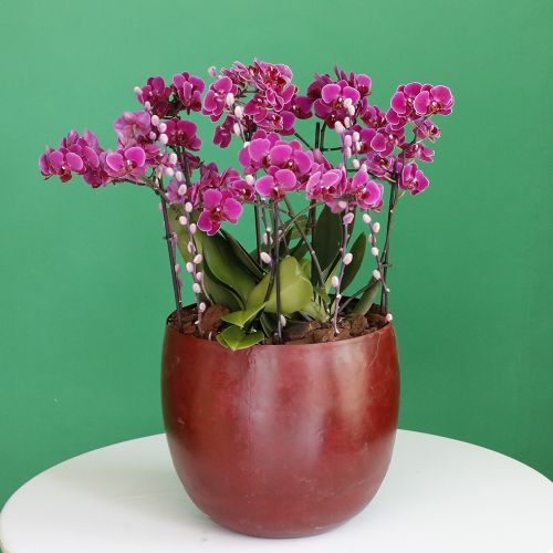 Elegance Purple Mini Orchids -2(زهور الأوركيد الصغيرة الأرجوانية الأنيقة-2)