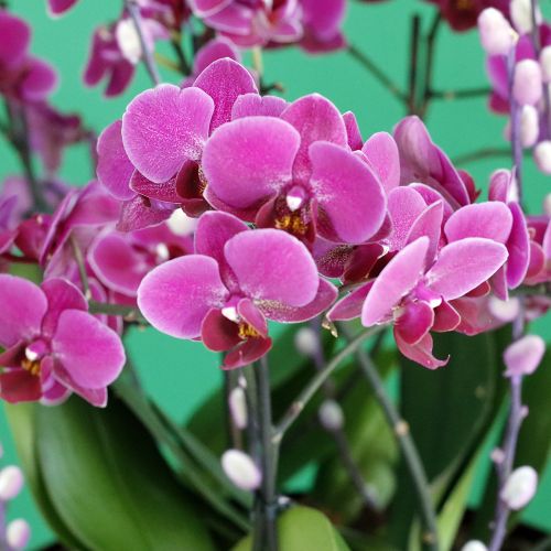 Elegance Purple Mini Orchids -2(زهور الأوركيد الصغيرة الأرجوانية الأنيقة-2)