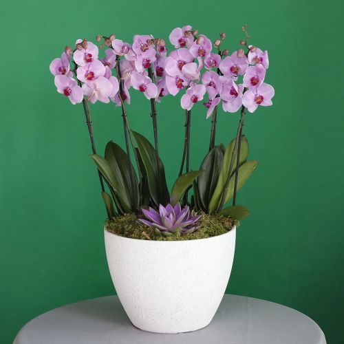 Pink Lover(عاشق اللون الوردي)