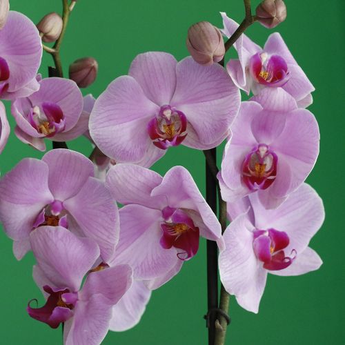 Pink Lover(عاشق اللون الوردي)