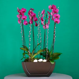 Purple orchid boat-1(قارب الأوركيد الأرجواني-1)