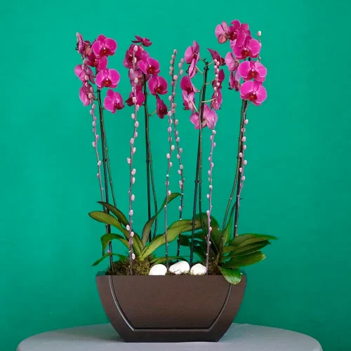 Purple orchid boat-1(قارب الأوركيد الأرجواني-1)