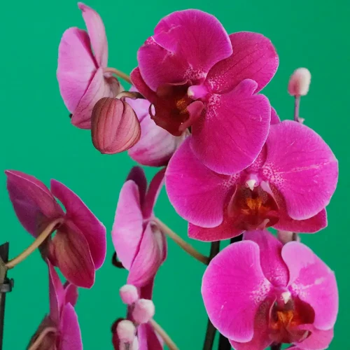 Purple orchid boat-1(قارب الأوركيد الأرجواني-1)