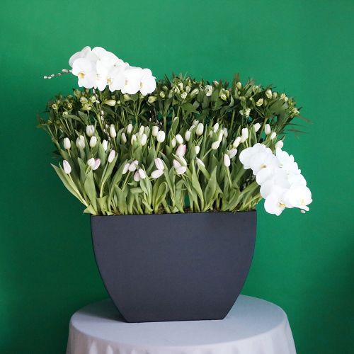 Wonderful Tulip(توليب الرائع)