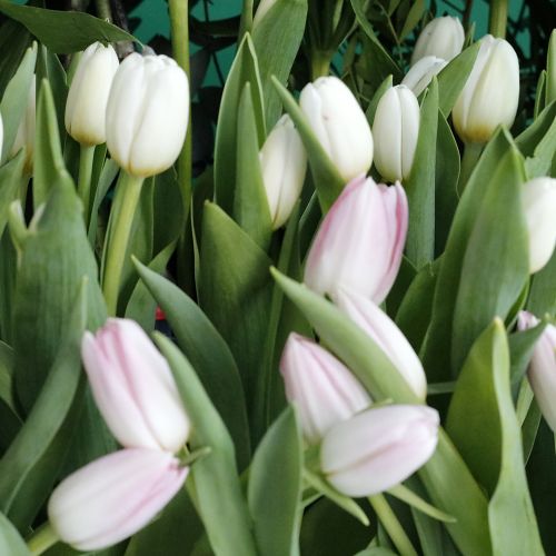 Wonderful Tulip(توليب الرائع)