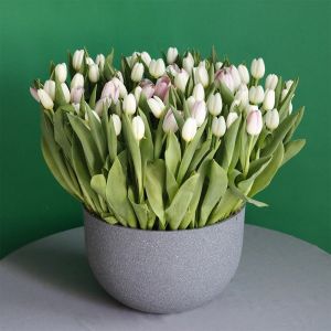 Tulip Lover(عاشق التوليب)