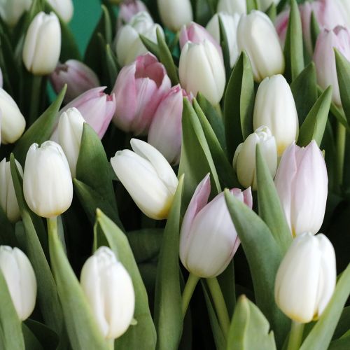 Tulip Lover(عاشق التوليب)