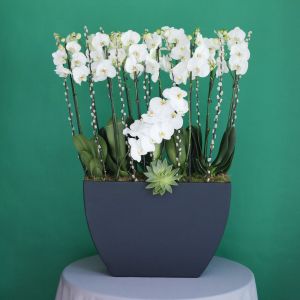 Majestic Orchid(الأوركيد المهيبة)