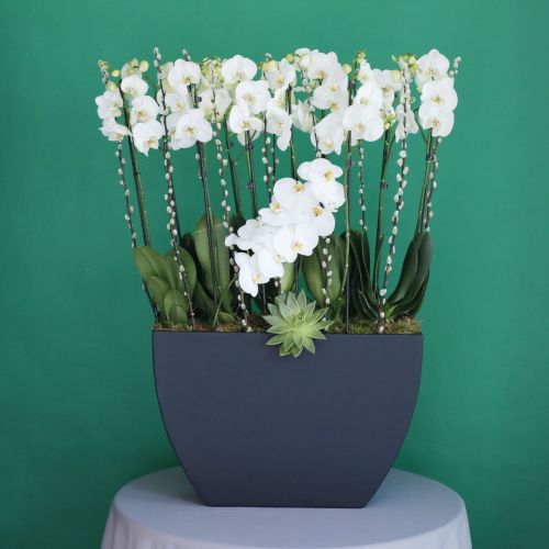 Majestic Orchid(الأوركيد المهيبة)