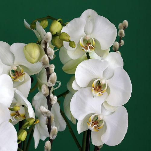 Majestic Orchid(الأوركيد المهيبة)