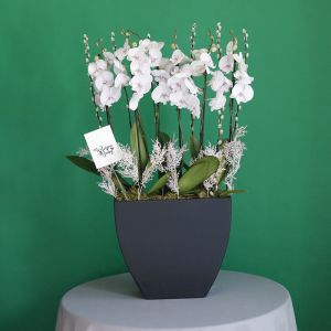 Orchid Warmth(الأوركيد الدفء)