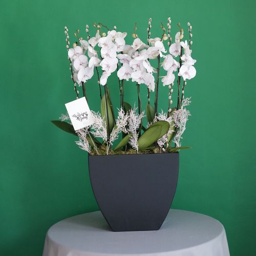 Orchid Warmth(الأوركيد الدفء)