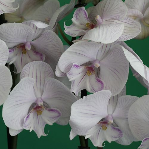 Orchid Warmth(الأوركيد الدفء)