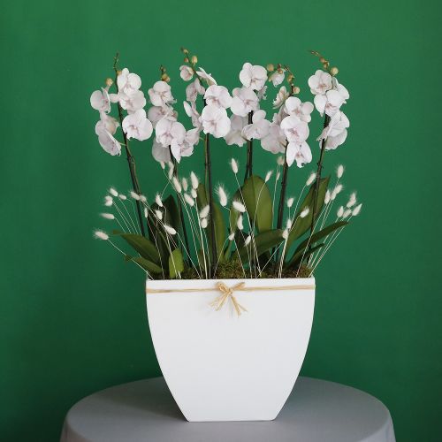 Orchid Warmth-1(الأوركيد الدفء-1)