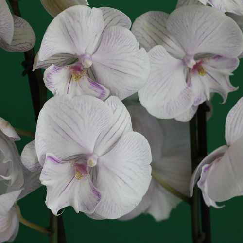 Orchid Warmth-1(الأوركيد الدفء-1)