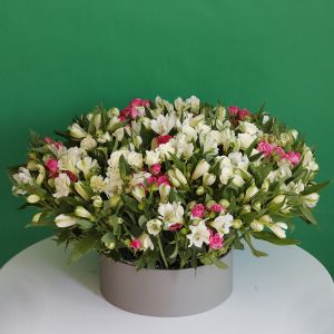Kreativ Alstroemeria(الستريميريا المبدعة)