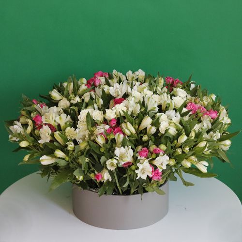 Kreativ Alstroemeria(الستريميريا المبدعة)
