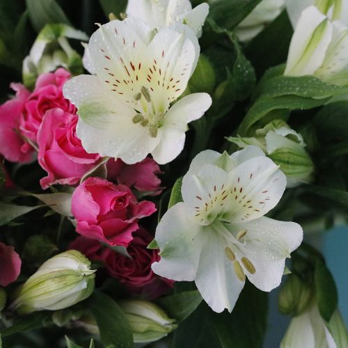 Kreativ Alstroemeria(الستريميريا المبدعة)