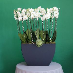 Elite Orchids-2(الأوركيد المهيبة-2)