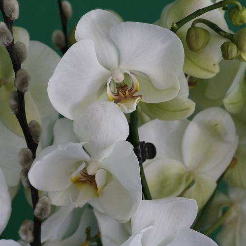 Elite Orchids-2(الأوركيد المهيبة-2)