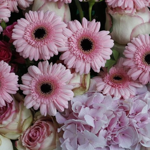 Pink Lover(عاشق الوردي)