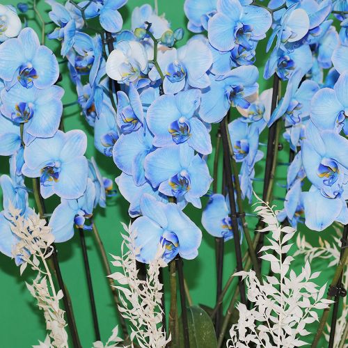 Magic Blue Orchid(الأوركيد الأزرق السحري)