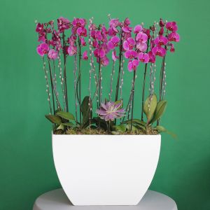Elite Purple Orchids (النخبة بيربل الأوركيد)