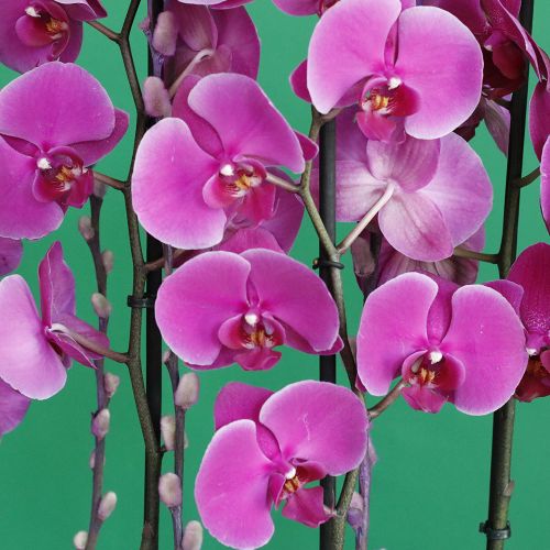 Elite Purple Orchids (النخبة بيربل الأوركيد)