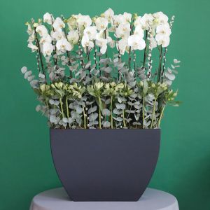 Elite Orchids-3(الأوركيد المهيبة-3)