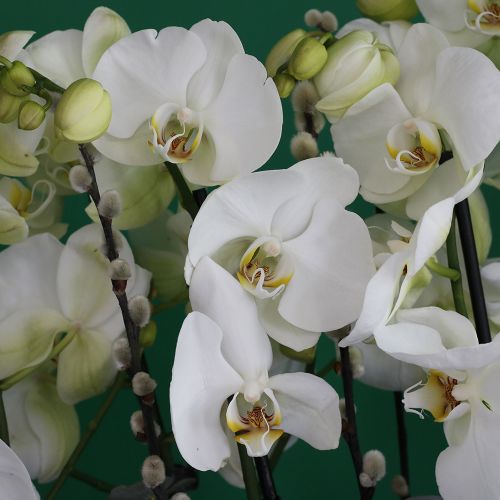 Elite Orchids-3(الأوركيد المهيبة-3)