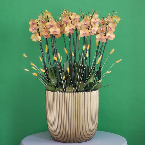 Peach with Gold-2(الخوخ مع الذهب-2)