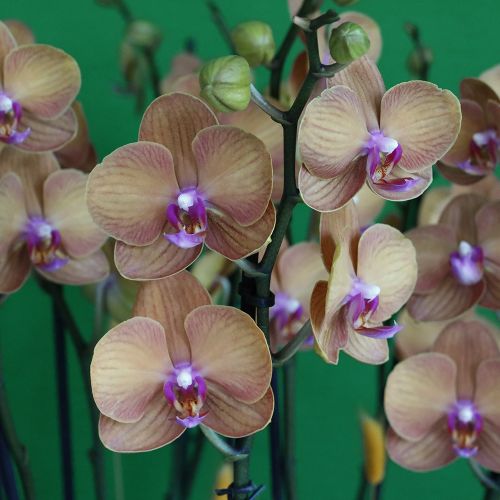 Peach with Gold-2(الخوخ مع الذهب-2)