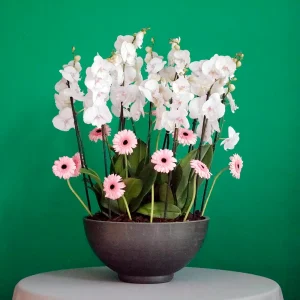 Orchid with Gerbera(اوركيد مع جيربيرا)