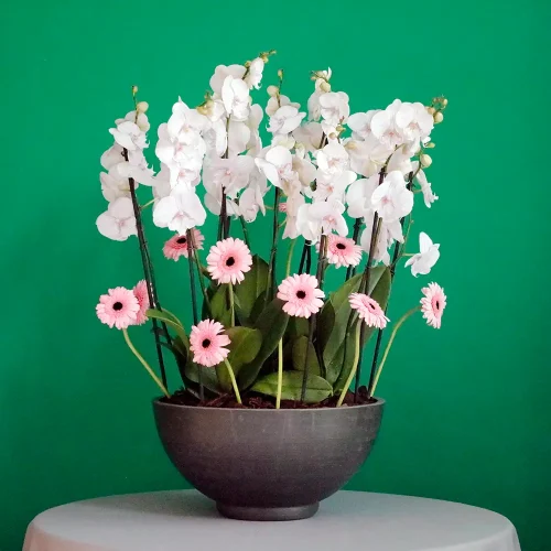 Orchid with Gerbera(اوركيد مع جيربيرا)