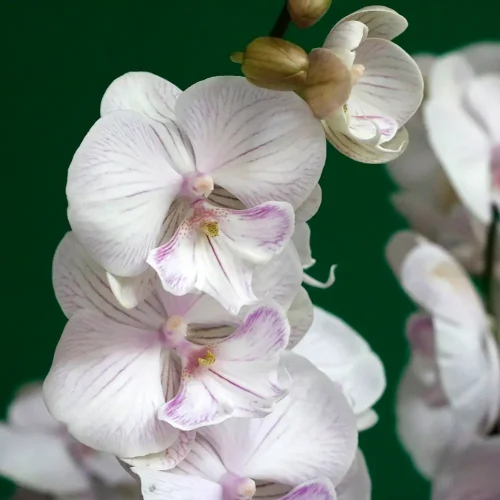 Orchid with Gerbera(اوركيد مع جيربيرا)