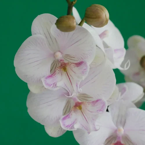 Special Pink(وردي خاص)