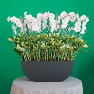 Orchid with Alstroemeria(اوركيد مع الالستروميريا)