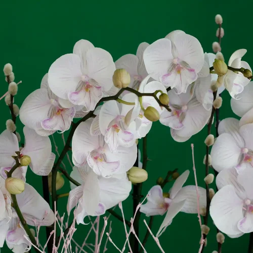 Orchid with Alstroemeria(اوركيد مع الالستروميريا)