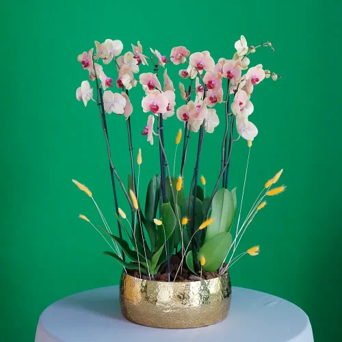 Classical Peach Orchids(بساتين الخوخ الكلاسيكية)