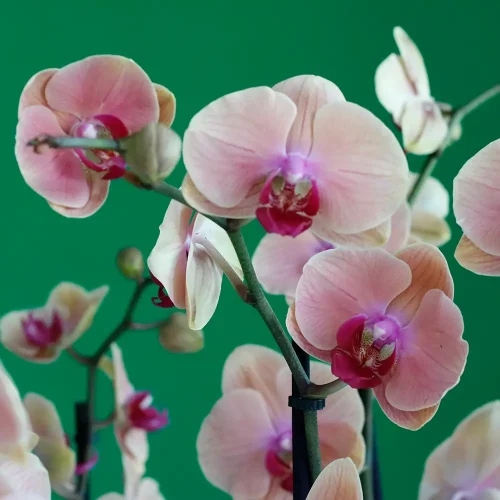 Classical Peach Orchids(بساتين الخوخ الكلاسيكية)