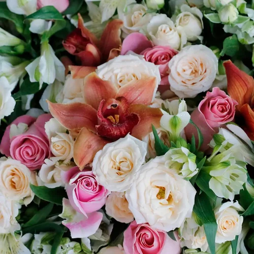 Shadow Colorful(شادو ملون)