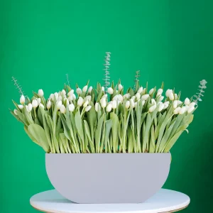 Lovely Tulip(توليب جميل)