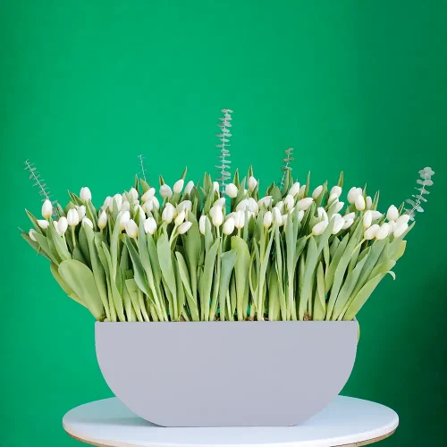 Lovely Tulip(توليب جميل)