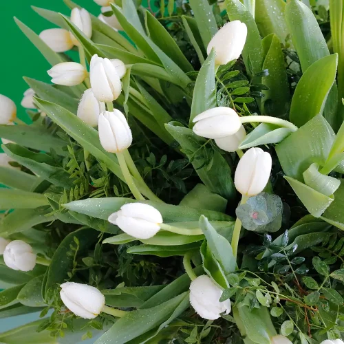 Elegant Tulip(توليب أنيق)