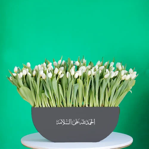 Lovely Tulip-2(توليب جميل-2)