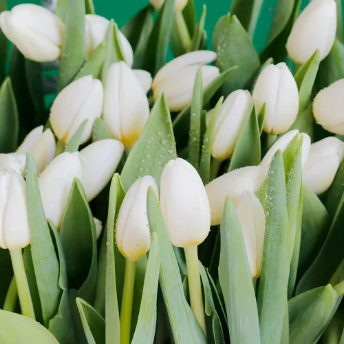 Lovely Tulip-2(توليب جميل-2)