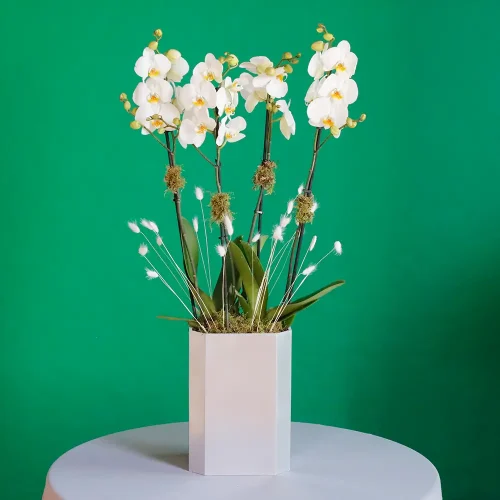 Majestic Harmony Orchids(ماجستيك هارموني أوركيد)